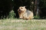 NORWICH TERRIER 069